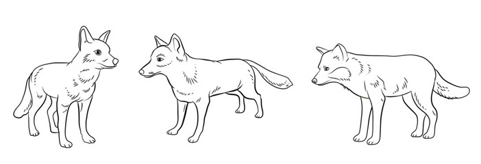 Animals. Black and white image of a fox, coloring book for children. Vector image.