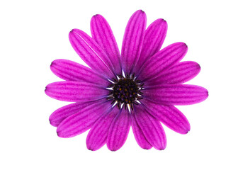 Fototapeta premium Osteosperumum Flower Daisy Isolated on White Background.