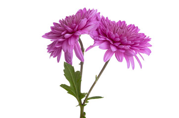chrysanthemum isolated