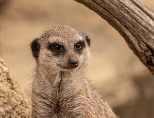 Fototapeta premium Young meerkat