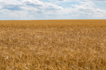 field of wheat