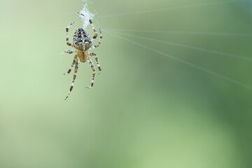 Cross spider in a spider web, lurking for prey. Blurred background