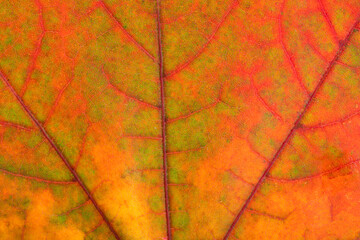 Texture of autumn maple leaf