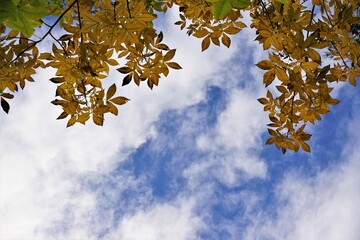 黄葉と青空