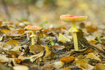 Fly agaric growing in the forest