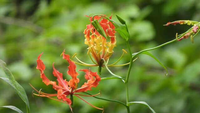 Flame lily flower in forest .