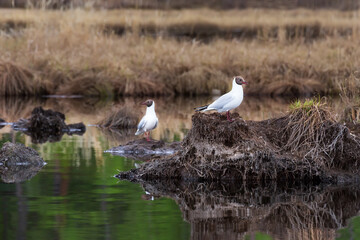 Two seagulls on the nest