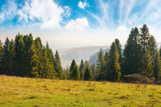 spruce trees on the meadow. rural valley in the distance. sunny weather with fluffy clouds on the blue sky. countryside scenery in evening light