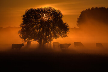 SUNRISE - A herd of cows stands in the pasture under the trees
