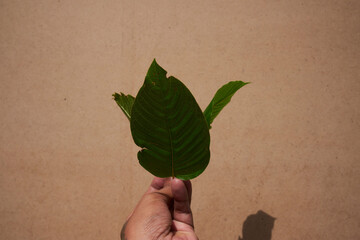 hand holding a leaf