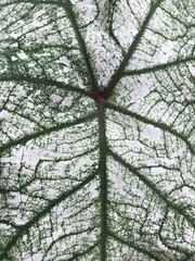 Caladium Leaf Veins