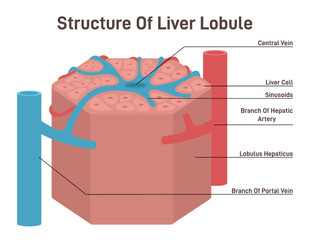 Liver lobule structure. Hexagonal shaped part of human internal