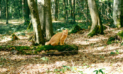 red cat walking outdoors in beautiful green park