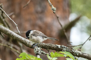 Great tit sitting in tree on a branch. Wild animal foraging for food. Animal shot