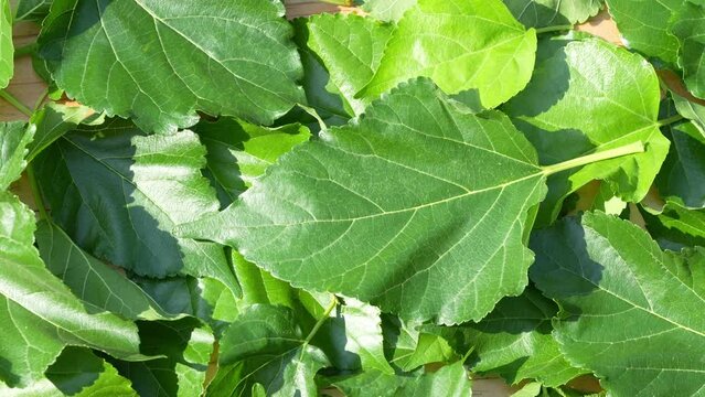 The leaves of mulberry on mulberry tree, Mulberry leaves food for silkworms raw materials for silk production.