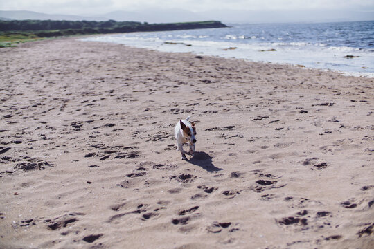 A small friendly pet black and white dog is playing near the ocean, sandy beach. High quality photo
