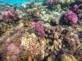 Underwater life of reef with close up view of corals and tropical fish. Coral Reef at the Red Sea, Egypt.