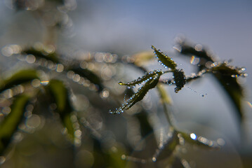 DROPS ON THE LEAVES - Traces of dew on bush