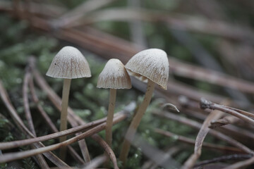 a group of filigree small mushrooms, on the forest floor in soft light. Macro shot
