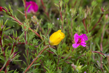 Purslane flower grow in a summer garden. Close up view of several flowers and foliage..