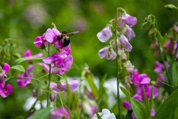Selective focus shot of a bee on Lathyrus flowers at the Powell Botanical Gardens in Kansas, USA