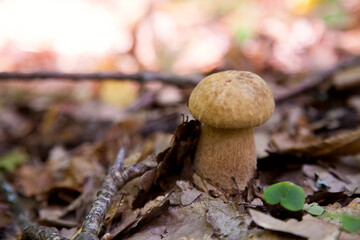 Boletus mushroom in the wild. Porcini mushroom grows on the forest floor at autumn season..