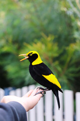 Regent bowerbird on the hand