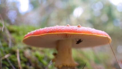 Toadstool, blurry and dreamy, in the grass in the forest. Poisonous mushroom.