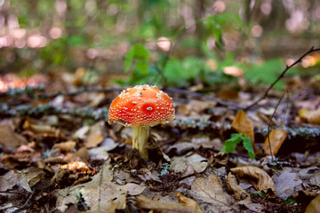Amanita muscaria, commonly known as the fly agaric or fly amanita.