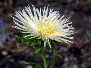 fresh delicate white chrysanthemum in the garden