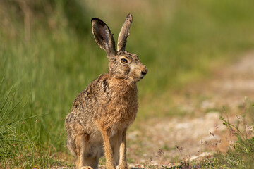 Naklejka na ściany i meble European Hare on dirty road