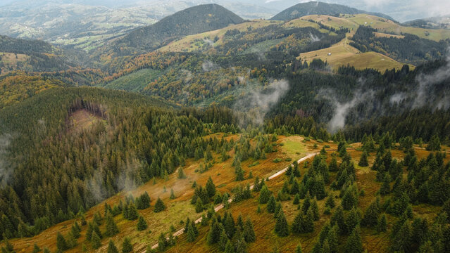 Aerial top view of autumn pine forest in Carpathians. Drone photography