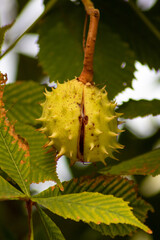 Castaña cerrada colgando del árbol en un parque de Madrid.