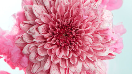 Beautiful pink chrysanthemum flower with flowing liquid, underwater, close-up