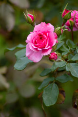 Rosa abierta después de la lluvia en un parque de Madrid.