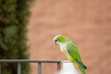 Retrato de una cotorra verde posada en una barandilla negra con el fondo desenfocado de la pared del parque de Madrid en invierno.