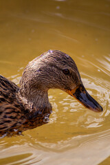Retrato de un pato en el parque del retiro de Madrid.