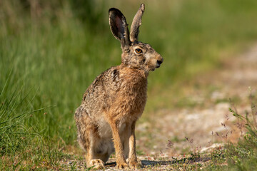 European Hare on dirty road