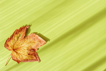 Obraz premium Minimal style composition made of dried maple leaf on white sunlit background with shadow. Autumn, fall, thanksgiving day concept. Flat lay, top view