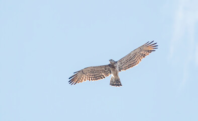 Short-toed Snake Eagle flying in the sky