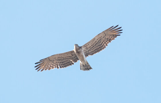 Short-toed Snake Eagle flying in the sky