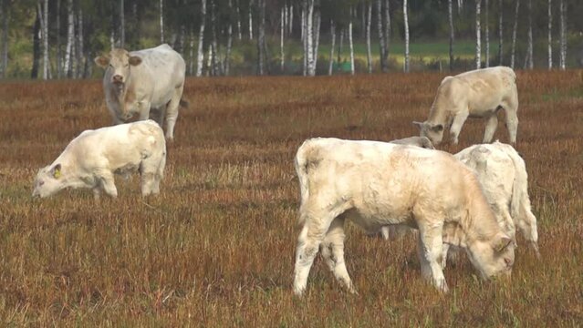 White beef cows graze in a green meadow. White meat cows graze in the meadow.