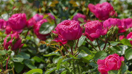 Rose Moin Moin. Selected collection varieties of roses