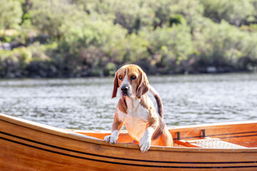 Beagle dog ready to jump off a boat