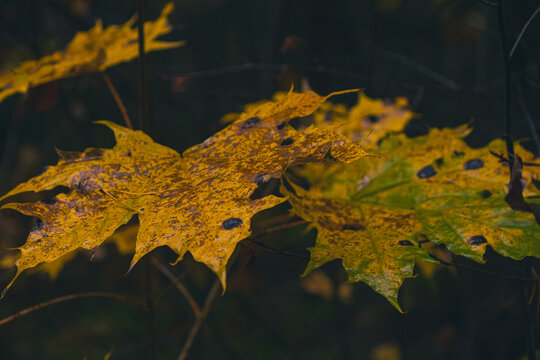 yellow maple leaves in autumn with black spots