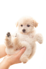 image of dog hands white background