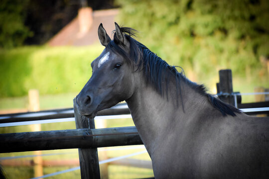 Portrait d'une jument poney de sport, de robe grullo, dans un paddock avec des clotures en bois noir