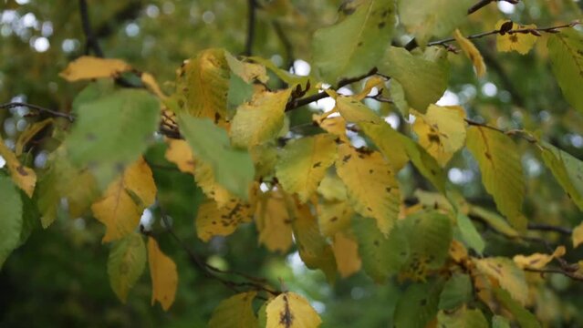 Hand puling a leaf from the tree