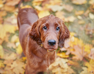 Portrait of a red Irish setter puppy close-up