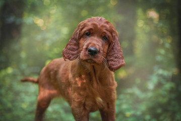 Portrait of a red Irish setter puppy close-up